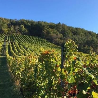 Wenn die Blockchain den Winzer rettet: High-Tech im Zeiler Mönchshang